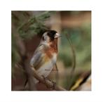 Metis mâles tarin Venezuela x chardonneret 2025, Animaux & Accessoires, Mâle, Oiseau chanteur sauvage, Domestique