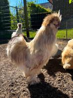 Zijdehoender haantjes, Dieren en Toebehoren, Pluimvee, Mannelijk, Kip