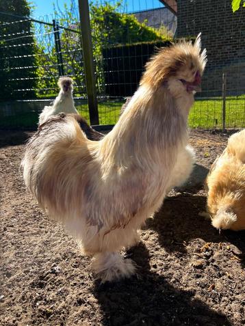 Zijdehoender haantjes, Mâle, Poule ou poulet