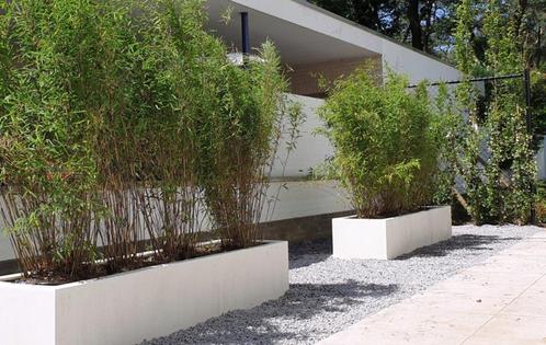 NIET WOEKERENDE BAMBOE VOOR TUIN EN TERRAS, Tuin en Terras, Planten | Tuinplanten, Ophalen