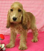 Super leuke Engelse Cocker Spaniël pups!, Dieren en Toebehoren, 15 weken tot 1 jaar, Buitenland, CDV (hondenziekte), Meerdere