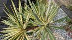 Yucca Variegata!, Tuin en Terras, Planten | Tuinplanten, Ophalen