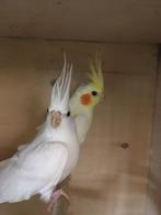 HALF TAMME WITTE EN LUTINO VALKPARKIETEN VANAF 60 EURO/VOGEL, Dieren en Toebehoren, Vogels | Parkieten en Papegaaien, Meerdere dieren