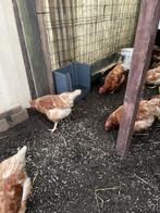 Legkippen te koop, Dieren en Toebehoren, Vrouwelijk, Kip