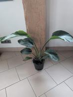 Plante oiseau du paradis Strelitzia nicolai, Enlèvement, Moins de 100 cm