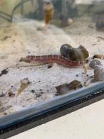 9 loches khuli, Animaux & Accessoires, Poissons | Poissons d'aquarium, Poisson, Poisson d'eau douce, Banc de poissons