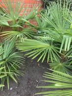 Lot Palmbomen, Tuin en Terras, Planten | Bomen, Ophalen, In pot