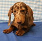 Super leuke Teckel pup!!, 15 weken tot 1 jaar, Reu, CDV (hondenziekte), Dwerg