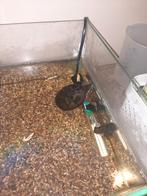 Waterschildpad