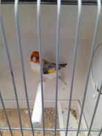 Putter bont 2 man, Dieren en Toebehoren, Vogels | Overige Vogels, Mannelijk, Wildzangvogel, Geringd