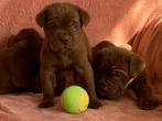 Cane corso pups op reservatie, Dieren en Toebehoren, Honden | Bulldogs, Pinschers en Molossers, België, Overige rassen, CDV (hondenziekte)