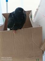 Donner, Dieren en Toebehoren, Ophalen