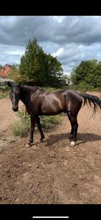 Draver te koop, Dieren en Toebehoren, Paarden, Ruin