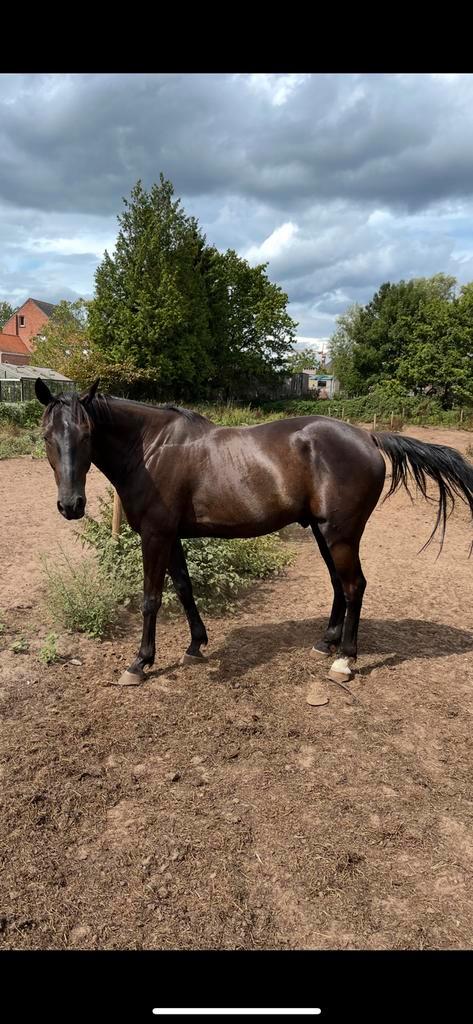 Draver te koop, Dieren en Toebehoren, Paarden, Ruin