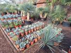 Agaves, palmbomen, yuccas en olijven, Tuin en Terras, Ophalen of Verzenden