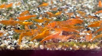 Groep 30 oranje garnalen beschikbaar voor biedingen