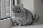 chinchilla standaard sd (vd) RPA vrouwtje, Dieren en Toebehoren, Knaagdieren, September, Vrouwelijk, Chinchilla