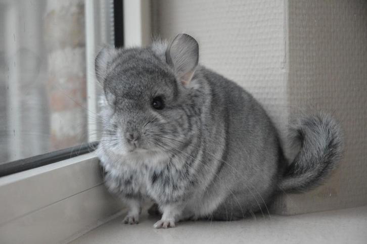 chinchilla standaard sd (vd) RPA vrouwtje, Dieren en Toebehoren, Knaagdieren, Vrouwelijk, Chinchilla, September