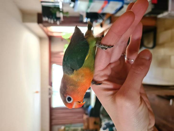 Fischeri jong handtam, Dieren en Toebehoren, Vogels | Parkieten en Papegaaien, Dwergpapegaai of Agapornis, Geslacht onbekend, Tam