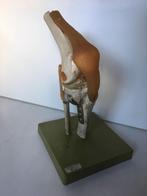 Somso - Anatomisch model menselijke knie - protese 32 cm, Ophalen of Verzenden