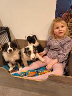 Super lieve Border Collie pups, 8 à 15 semaines, Colley, Plusieurs, Éleveur | Loisir