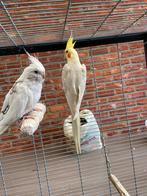 Koppels Valkparkieten + 1 baby’s, Dieren en Toebehoren, Vogels | Parkieten en Papegaaien