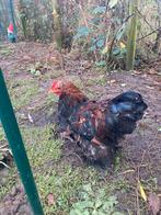 Cochin kriel haantjes, Dieren en Toebehoren