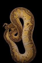 Ball python Chocolate mojave het clown 0.1, Animaux & Accessoires, Reptiles & Amphibiens