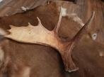 Eland gewei stang. Imposant uniek landelijk gewei Zweden, Ophalen of Verzenden, Gebruikt, Wild dier, Gewei of Kop