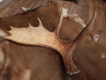 Eland gewei stang. Imposant uniek landelijk gewei Zweden beschikbaar voor biedingen