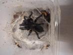 Jongvolwassen koppel vogelspinnen, Dieren en Toebehoren, Insecten en Spinnen