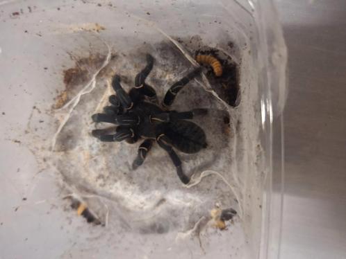 Jongvolwassen koppel vogelspinnen, Dieren en Toebehoren, Insecten en Spinnen