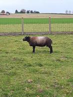 Jaarling ram, Dieren en Toebehoren, Schapen, Geiten en Varkens