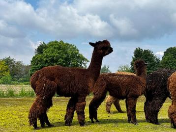 Yentl: tamme, lieve alpaca merrie met bijzonder kleur beschikbaar voor biedingen