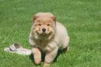 Chow-chow pups beschikbaar, België, 8 tot 15 weken, Poolhond, Meerdere