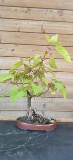 Bonsai. Acer davidii. Slangenesdoorn., Tuin en Terras, Planten | Bomen, Ophalen