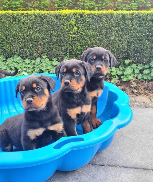 rottweiler pups, Dieren en Toebehoren, Honden | Bulldogs, Pinschers en Molossers, Meerdere dieren, Rottweiler, Fokker | Professioneel