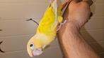 handtamme suncheek Pyrrhura, Dieren en Toebehoren, Vogels | Parkieten en Papegaaien