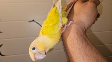 handtamme suncheek Pyrrhura beschikbaar voor biedingen