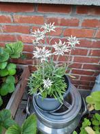 2 potten Edelweiss eigen kweek, zwitsers zaad , per stuk., Tuin en Terras, Planten | Tuinplanten, Ophalen