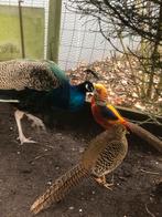 Goudfazant / pauwhaan, Dieren en Toebehoren, Pluimvee, Mannelijk, Overige soorten