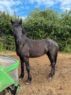 Mooie jonge friese merrie aangeboden, Dieren en Toebehoren, Paarden, Merrie, Minder dan 160 cm, 3 tot 6 jaar, Onbeleerd