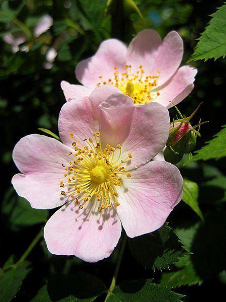 Rosa canina – Hondsroos, Tuin en Terras, Planten | Struiken en Hagen, Ophalen