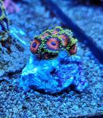 Zoanthus  Watermelon koraal zeeaquarium, Dieren en Toebehoren, Vissen | Aquariumvissen
