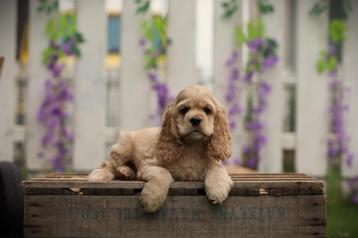 Chiots cockers anglais et américains à vendre - English and, Plusieurs, Parvovirose, Belgique, Plusieurs animaux
