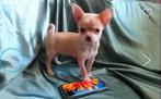 Mini chihuahua mannetje, Enlèvement ou Envoi