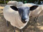 Mooie bleu du maine dekbok, Dieren en Toebehoren, Schapen, Geiten en Varkens, Mannelijk, Schaap, 0 tot 2 jaar