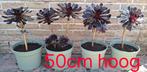 Aeonium arboreum, Tuin en Terras, Planten | Tuinplanten, Vaste plant, Halfschaduw, Lente, Ophalen