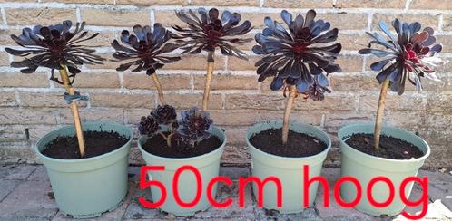 Aeonium arboreum, Tuin en Terras, Planten | Tuinplanten, Vaste plant, Overige soorten, Halfschaduw, Lente, Ophalen