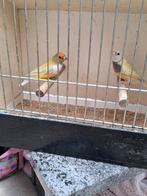 Gouldamandines wk, geel, blauw, Dieren en Toebehoren, Vogels | Overige Vogels